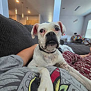 Angel Baby is registered to the contest to win money with this photo: dog, white_dog, pet, indoor, living_room, couch, person, pajamas, graphic_tshirt, relaxed, comfort, modern_lighting, home_interior, black_nose, close_up, animal, companion, casual, seated, cozy