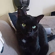 Haribo a rejoint le concours — aidez-le/la à gagner de superbes lots ! cat, black_cat, heterochromia, pet, indoor, couch, pillow, feline, animal, domestic_cat, whiskers, ears, eyes, fur, sitting, household, cozy, curious, cute, companion