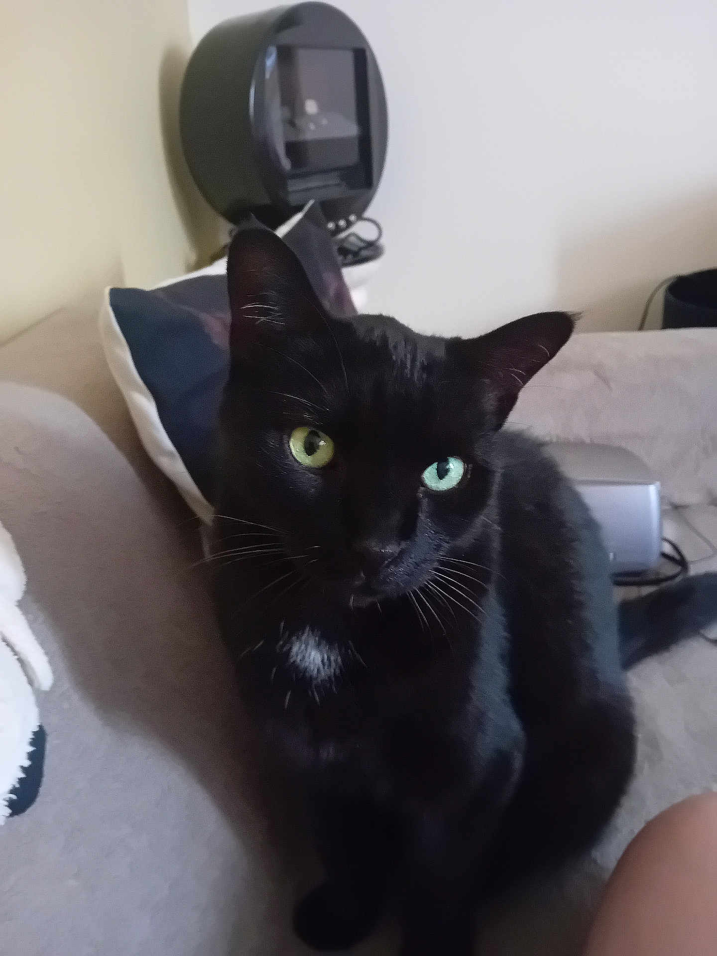 Haribo a rejoint le concours — aidez-le/la à gagner de superbes lots ! cat, black_cat, heterochromia, pet, indoor, couch, pillow, feline, animal, domestic_cat, whiskers, ears, eyes, fur, sitting, household, cozy, curious, cute, companion
