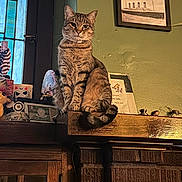 Tucker joined the competition — help win amazing prizes! cat, tabby, mantle, fireplace, brick, indoor, window, framed_picture, wood, memorabilia, decor, pet, feline, animal, sitting, cozy, nostalgic, collar, tail, attention