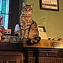 cat, tabby, mantle, fireplace, brick, indoor, window, framed_picture, wood, memorabilia, decor, pet, feline, animal, sitting, cozy, nostalgic, collar, tail, attention