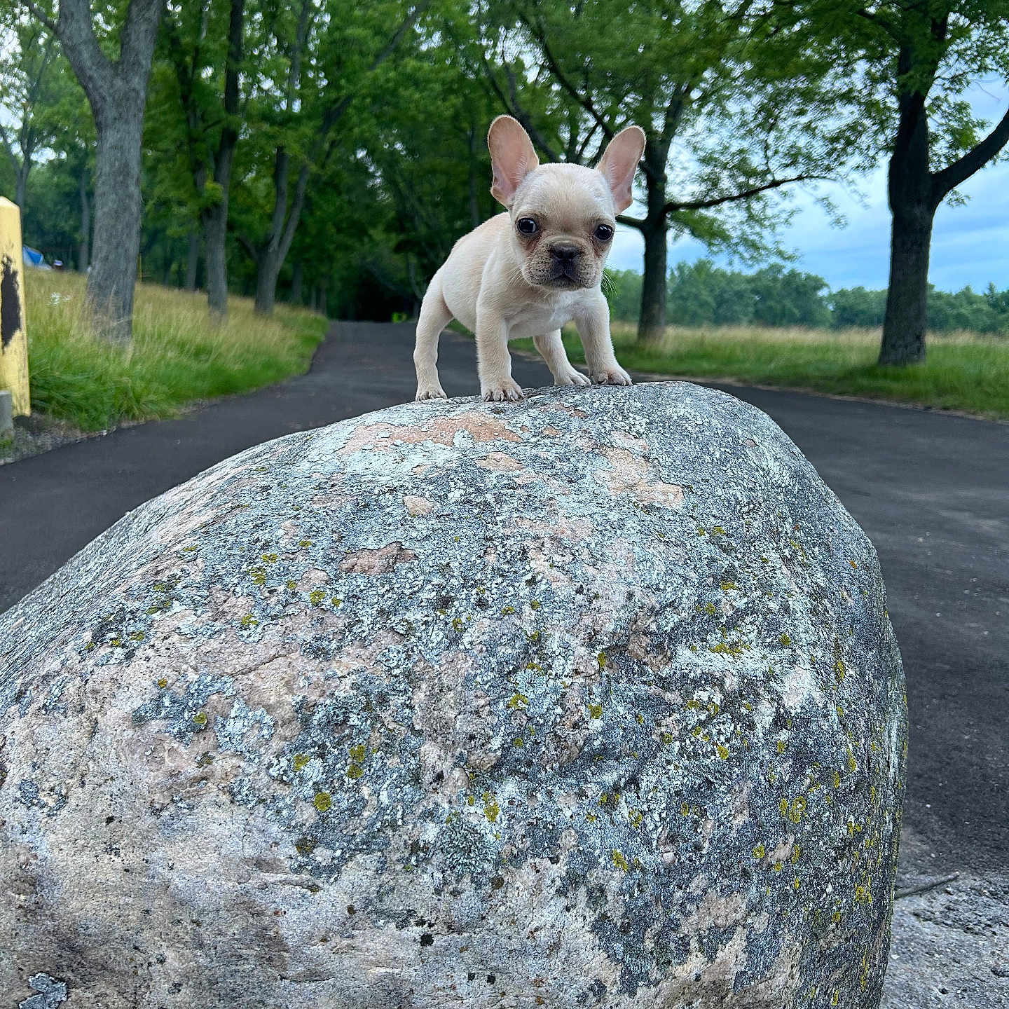 French Frie is registered to the contest to win money with this photo: animal, bulldog, canine, dog, frenchbulldog, grass, green, grove, land, nature, outdoors, path, pet, plant, puppy, rock, summer, tree, vegetation, woodland