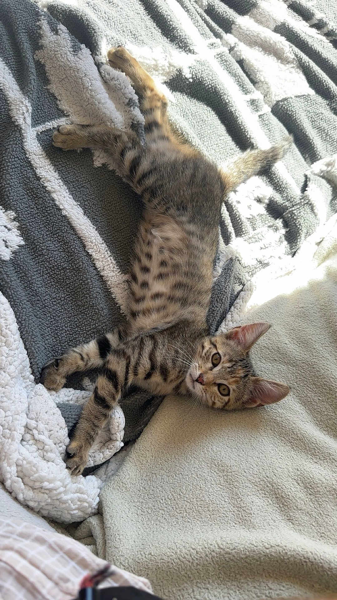 Croquette a rejoint le concours — aidez-le/la à gagner de superbes lots ! cat, kitten, tabby, striped, pet, animal, feline, relaxed, lying_down, blanket, cozy, texture, soft, indoor, sunlight, curious, ears, whiskers, paw, fur