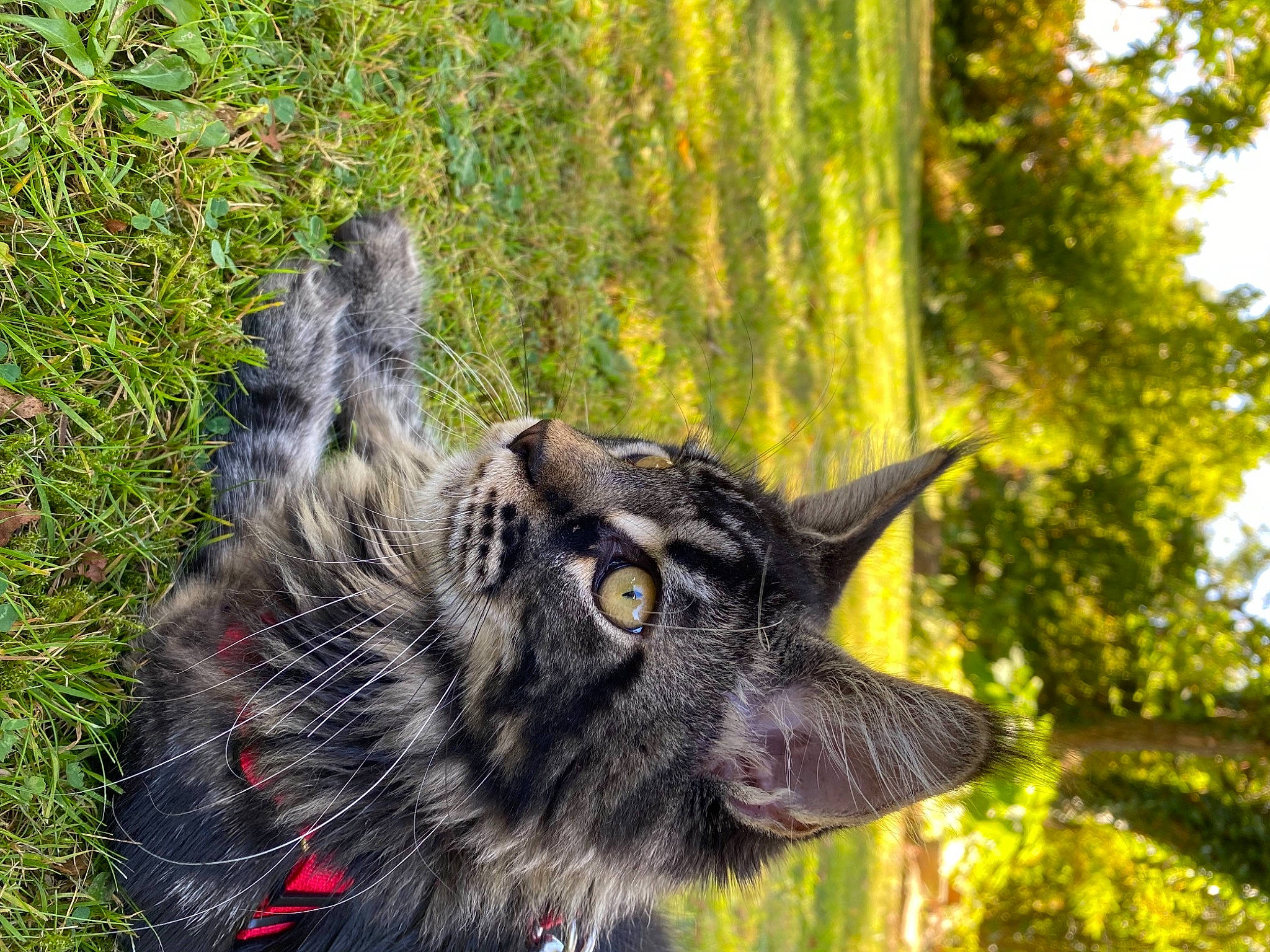 Goku a rejoint le concours — aidez-le/la à gagner de superbes lots ! canidae, canis, carnivore, companion_dog, dog, dog_breed, domestic_short_haired_cat, fawn, felidae, fur, grass, plant, small_to_medium_sized_cats, sporting_group, tail, terrestrial_animal, tree, whiskers, working_animal, working_dog