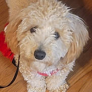 Quincy joined the competition — help win amazing prizes! dog, puppy, curly_fur, fluffy, red_collar, wooden_floor, pet, cute, animal, indoor, leash, close_up, adorable, small_dog, looking_up, fur, companion, domestic_animal, friendly, playful