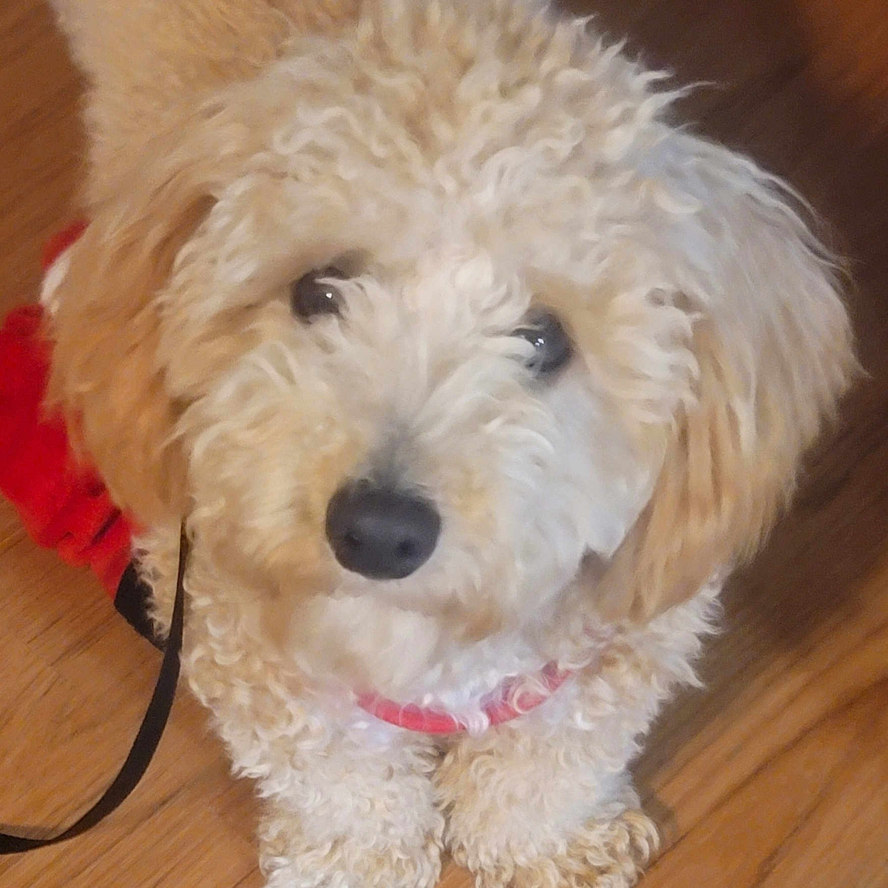 Quincy joined the competition — help win amazing prizes! dog, puppy, curly_fur, fluffy, red_collar, wooden_floor, pet, cute, animal, indoor, leash, close_up, adorable, small_dog, looking_up, fur, companion, domestic_animal, friendly, playful