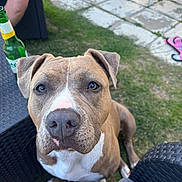 Vaïana a rejoint le concours — aidez-le/la à gagner de superbes lots ! dog, outdoor, grass, patio, furniture, bottle, animal, pet, face, ears, eyes, nose, snout, sitting, curious, brown, white, human_leg, table, summer