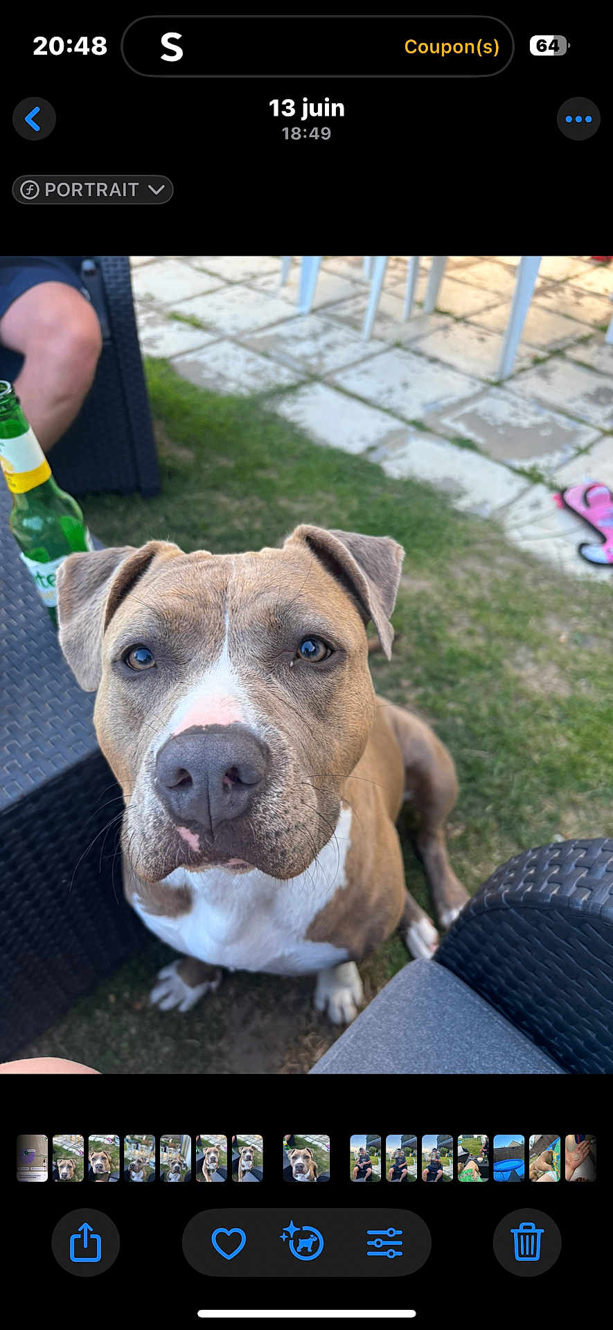 Vaïana a rejoint le concours — aidez-le/la à gagner de superbes lots ! dog, outdoor, grass, patio, furniture, bottle, animal, pet, face, ears, eyes, nose, snout, sitting, curious, brown, white, human_leg, table, summer