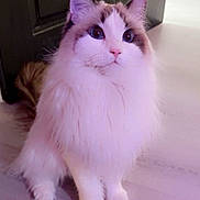 Aurora is registered to the contest to win money with this photo: animal, blue_eyes, brown, cat, closeup, curious, cute, domestic_cat, ears, feline, floor, fluffy, indoor, long_hair, pet, portrait, sitting, soft_light, whiskers, white