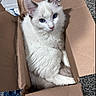 animal, blue_eyes, box, cardboard_box, carpet, cat, cozy, curious, cute, domestic_animal, feline, fluffy, fur, home, indoor, looking_up, pet, relaxed, sitting, white_cat