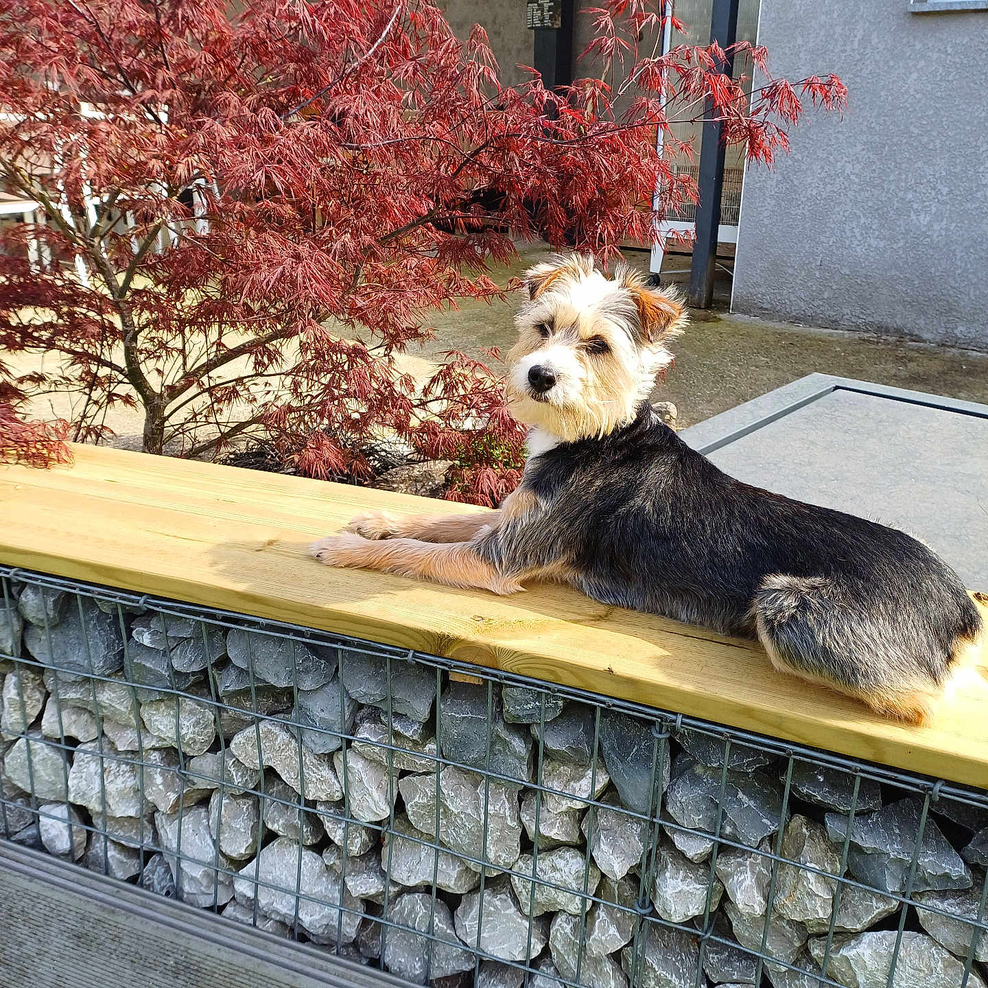 Sally a rejoint le concours — aidez-le/la à gagner de superbes lots ! animal, architecture, building, canine, dog, flagstone, grass, leaf, path, pet, plant, pottedplant, puppy, rock, slate, terrier, tree, vegetation, walkway, wall