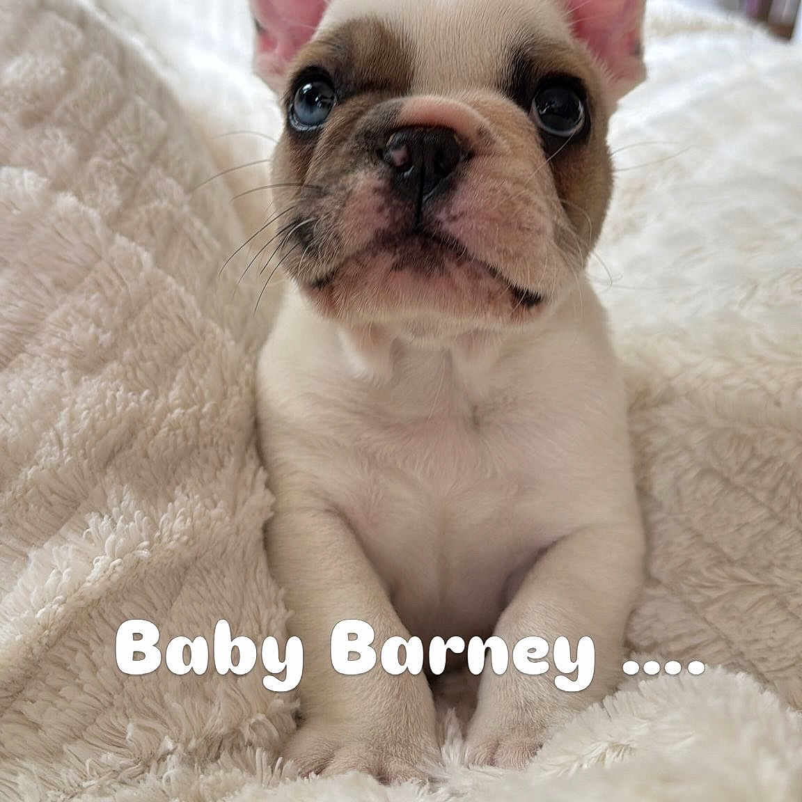 Barney