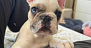 Barney a rejoint le concours — aidez-le/la à gagner de superbes lots ! puppy, dog, french_bulldog, pet, indoor, window, curious, paw, face, ears, closeup, fur, whiskers, couch, blanket, natural_light, cute, animal, home, soft