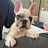 puppy, dog, french_bulldog, pet, indoor, window, curious, paw, face, ears, closeup, fur, whiskers, couch, blanket, natural_light, cute, animal, home, soft