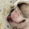 dog, bulldog, sleeping, close_up, tongue_out, fur, wrinkles, pet, animal, cute, face, resting, cozy, indoors, texture, pattern, fabric, relaxed, muzzle, nap