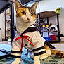 Momo is registered to the contest to win money with this photo: cat, sailor_outfit, costume, pet, indoor, rug, curious, white, brown, black, red_ribbon, toy_figures, gaming_controller, shelf, floor, furniture, whiskers, ears, paws, tail