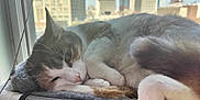 Momo joined the competition — help win amazing prizes! cat, window, cityscape, building, urban, indoor, pet, feline, resting, sleepy, fur, whiskers, paw, mesh, sunlight, daylight, relaxation, closeup, window_perch, apartment