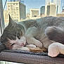 cat, window, cityscape, building, urban, indoor, pet, feline, resting, sleepy, fur, whiskers, paw, mesh, sunlight, daylight, relaxation, closeup, window_perch, apartment