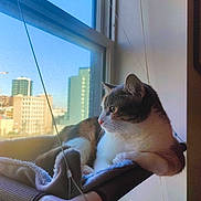 Momo joined the competition — help win amazing prizes! cat, window, hammock, indoor, cityscape, daylight, relaxation, pet, feline, soft, resting, sunlight, urban, curiosity, animal, cozy, looking_out, quiet, comfortable, home