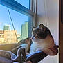 cat, window, hammock, indoor, cityscape, daylight, relaxation, pet, feline, soft, resting, sunlight, urban, curiosity, animal, cozy, looking_out, quiet, comfortable, home