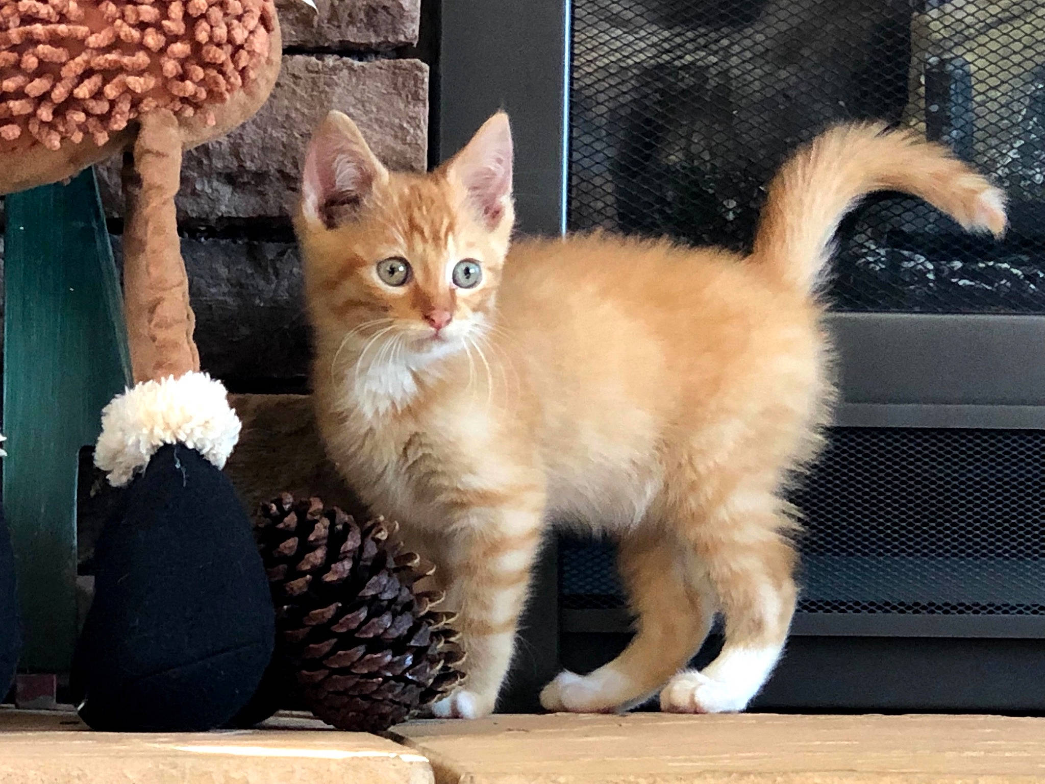 Apollo is registered to the contest to win money with this photo: carnivore, cat, cat_furniture, claw, domestic_short_haired_cat, fawn, felidae, fur, paw, photo_caption, plant, sitting, small_to_medium_sized_cats, snout, tail, whiskers, window