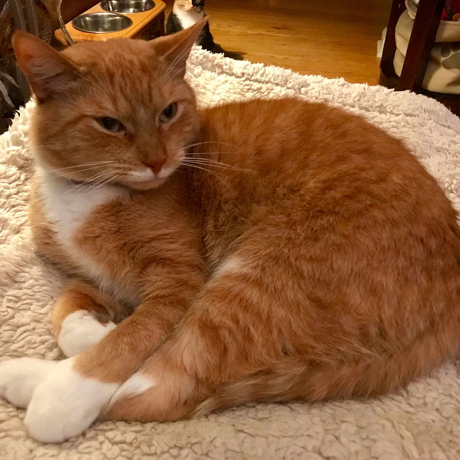Tobias