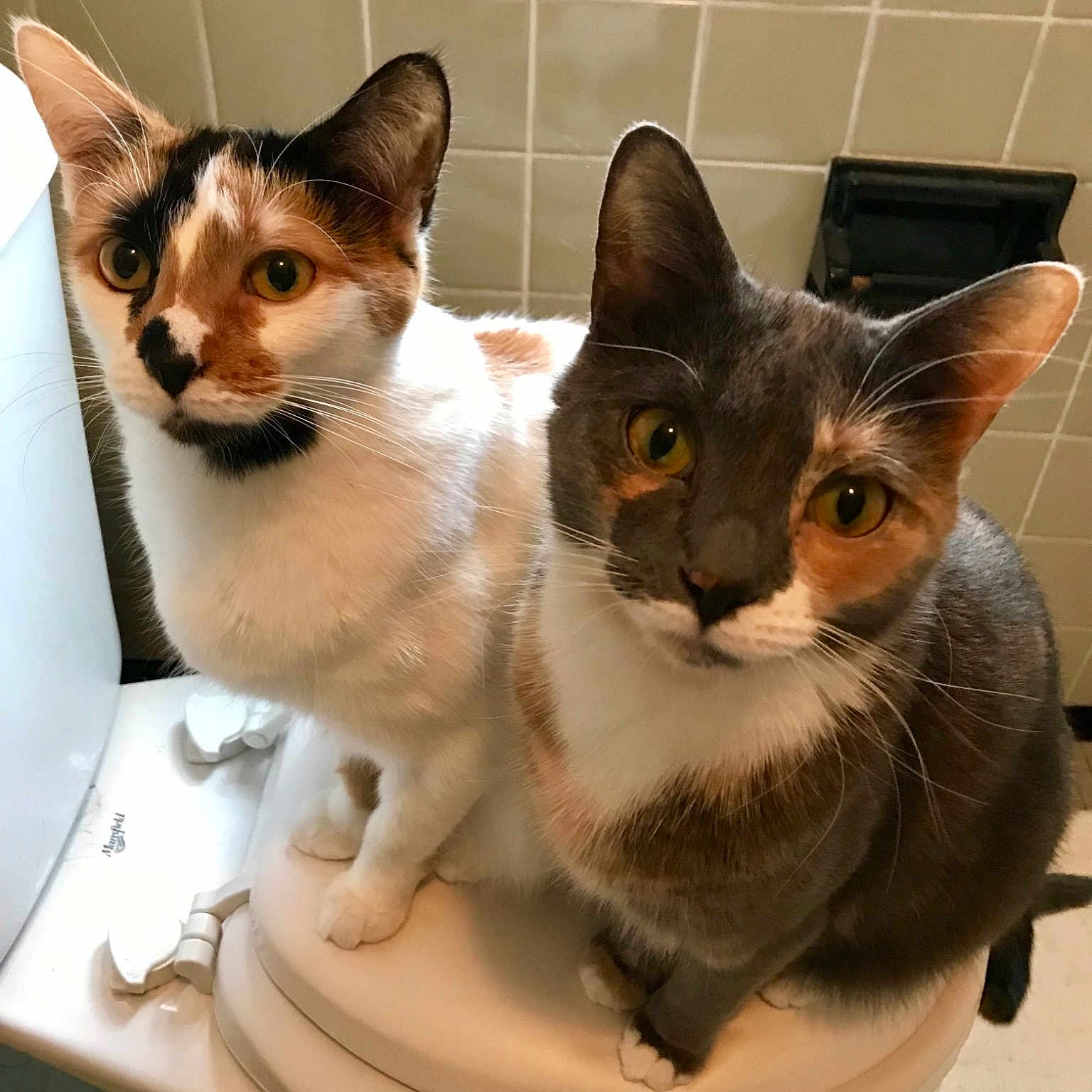 Paisley N Frankie joined the competition — help win amazing prizes! aegean_cat, american_wirehair, asian, carnivore, cat, domestic_short_haired_cat, european_shorthair, fawn, felidae, kitten, mammal, singapura, sink, small_to_medium_sized_cats, vertebrate, whiskers