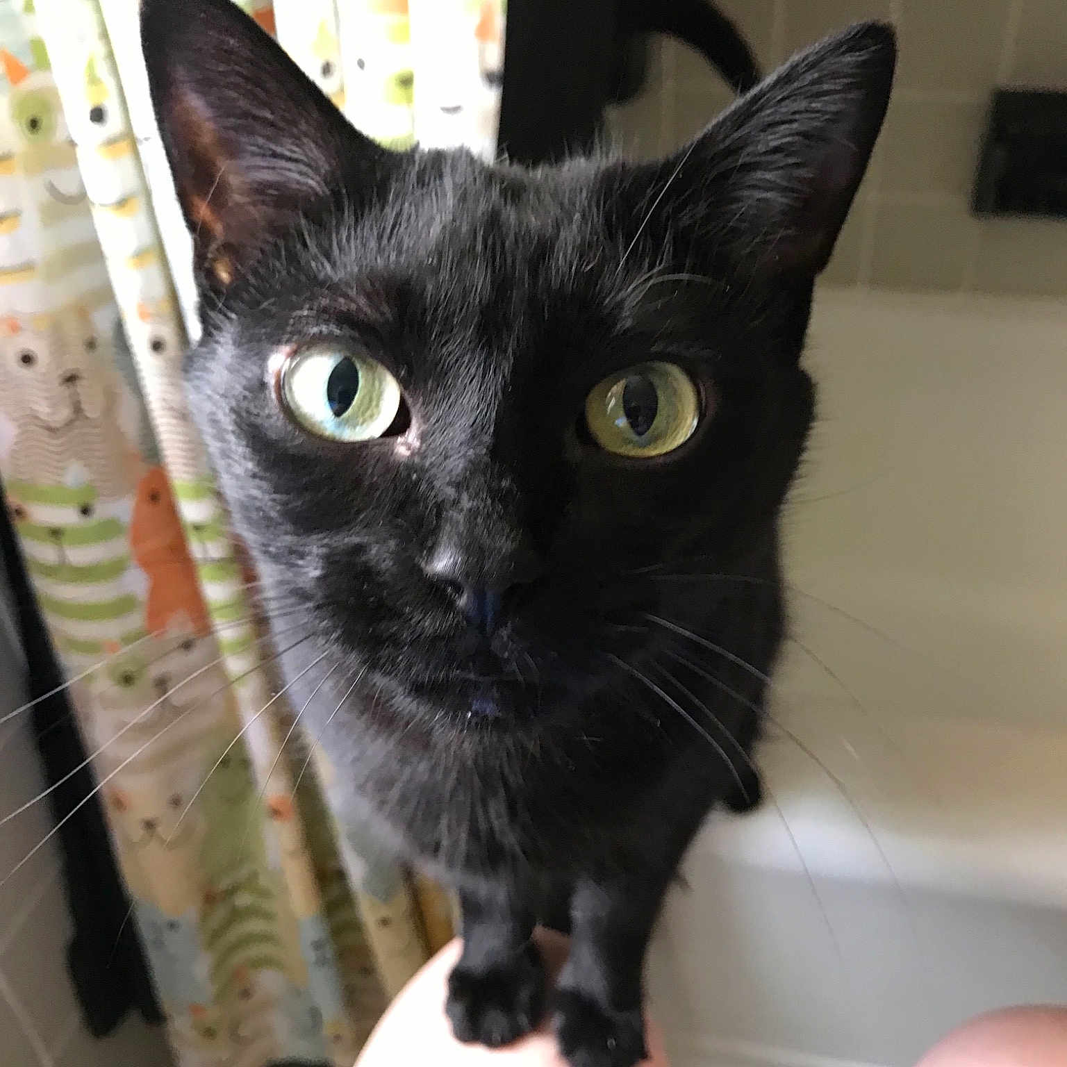 Licorice