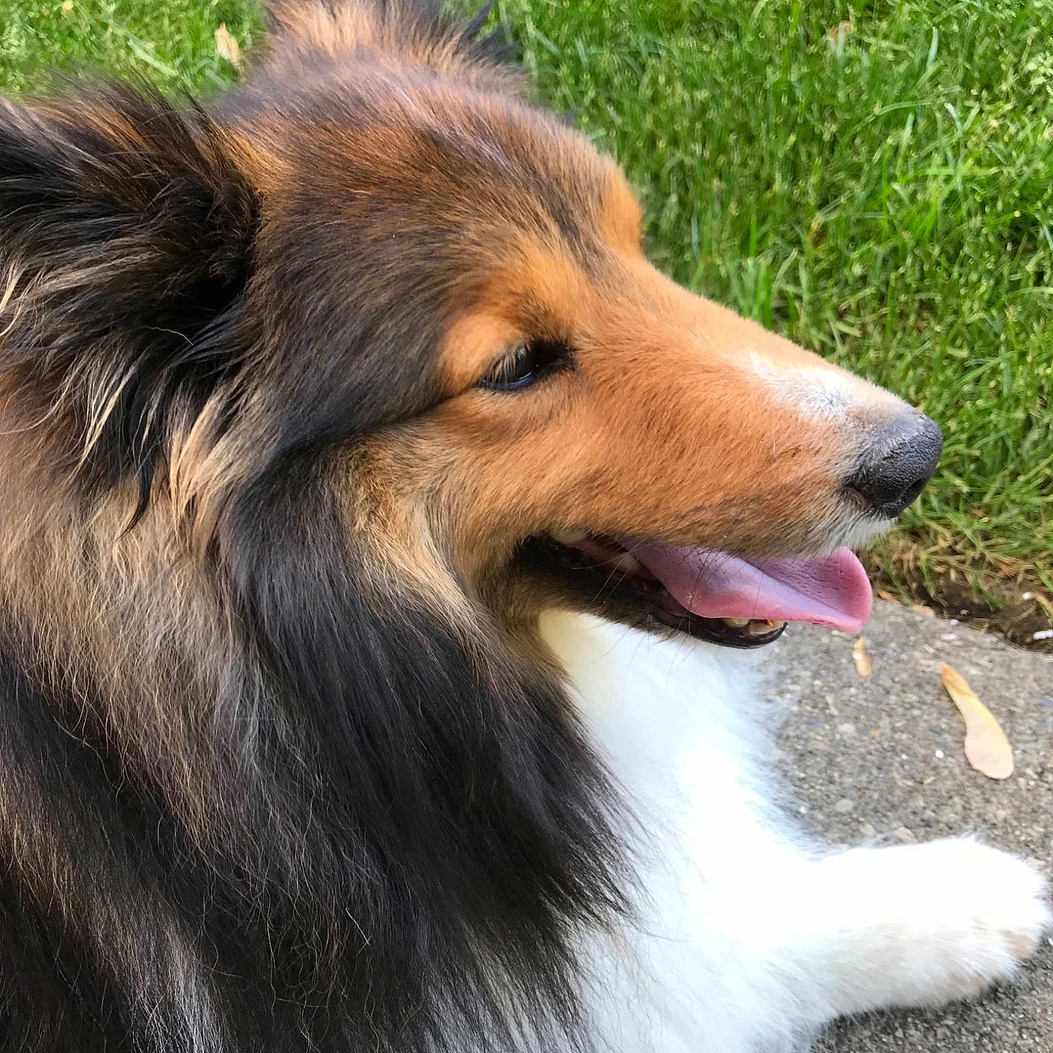 Brady