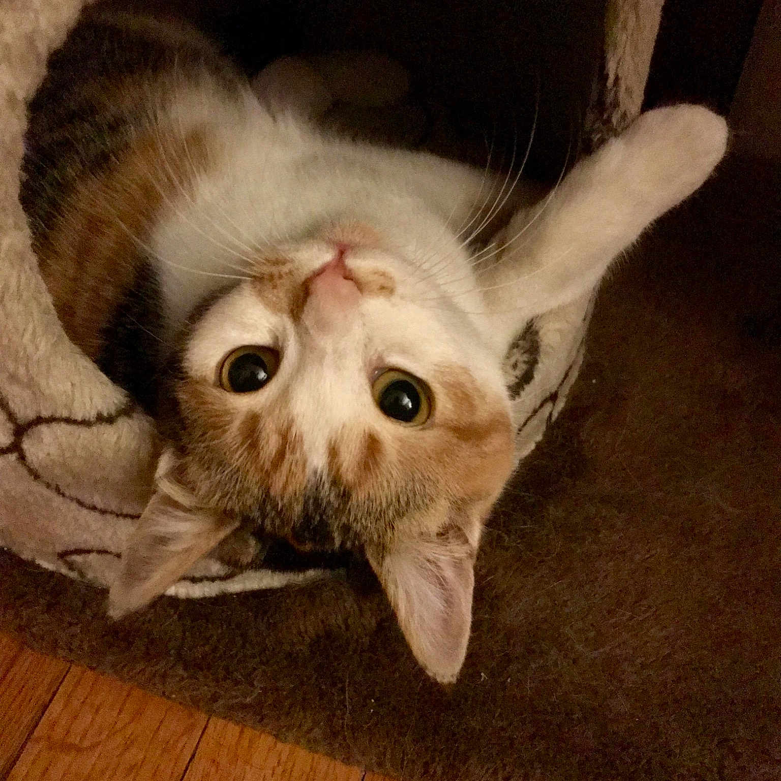 Chloe