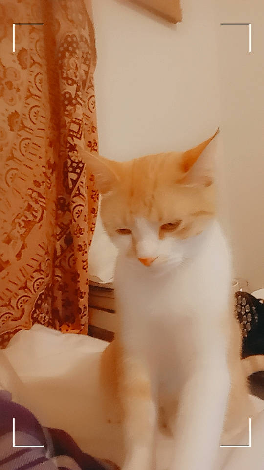 Nala joined the competition — help win amazing prizes! carnivore, cat, claw, comfort, curtain, domestic_short_haired_cat, fawn, felidae, fur, pattern, paw, peach, small_to_medium_sized_cats, snout, tail, whiskers, window, wood