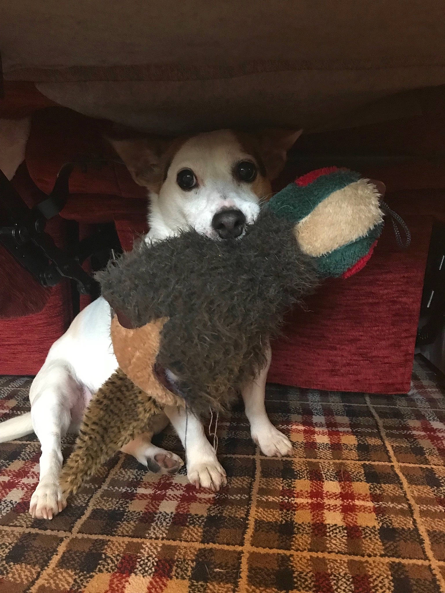 Flint is registered to the contest to win money with this photo: canidae, carnivore, companion_dog, dog, dog_breed, jack_russell_terrier, mammal, parson_russell_terrier, puppy, rare_breed_dog, russell_terrier, vertebrate