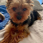 Rocket is registered to the contest to win money with this photo: dog, pet, bed, fur, small_dog, cute, lying_down, indoors, cozy, brown, black, ears, nose, animal, companion, resting, cute_pet, fluffy, portrait, canine