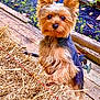 dog, yorkshire_terrier, animal, pet, outdoor, wooden_deck, hay, ears, fur, curious, small_dog, brown, black, face, eyes, garden, nature, leaves, straw, alert