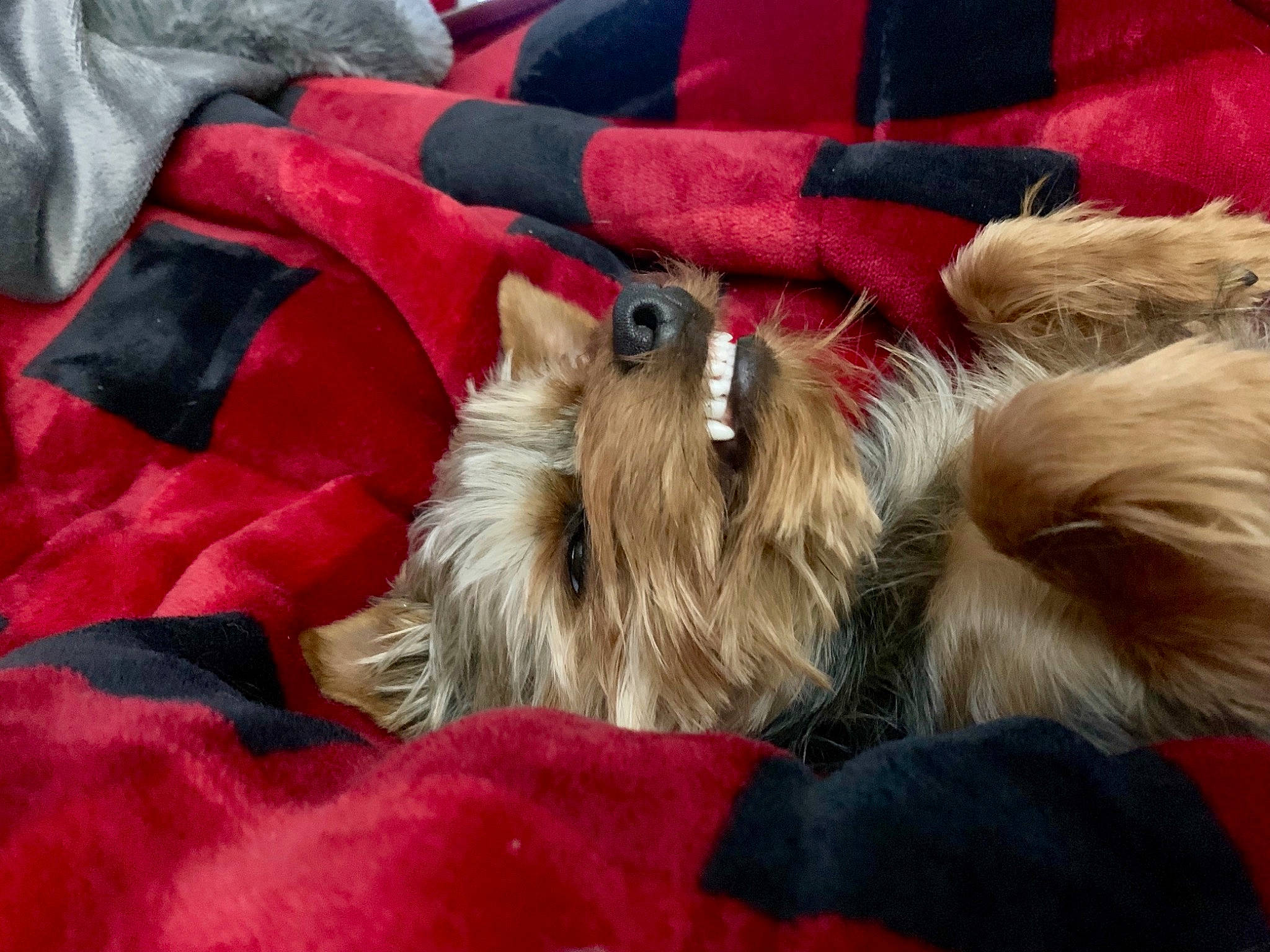 Rocket joined the competition — help win amazing prizes! australian_silky_terrier, australian_terrier, cairn_terrier, canidae, carnivore, companion_dog, dog, dog_breed, fur, mammal, norwich_terrier, puppy, small_terrier, terrier, toy_dog, vertebrate, yorkshire_terrier