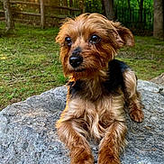 Slate joined the competition — help win amazing prizes! dog, small_dog, yorkshire_terrier, pet, animal, outdoor, nature, rock, forest, sunlight, sunset, trees, grass, mammal, cute, fur, portrait, relaxed, daytime, wildlife