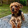 dog, small_dog, yorkshire_terrier, pet, animal, outdoor, nature, rock, forest, sunlight, sunset, trees, grass, mammal, cute, fur, portrait, relaxed, daytime, wildlife