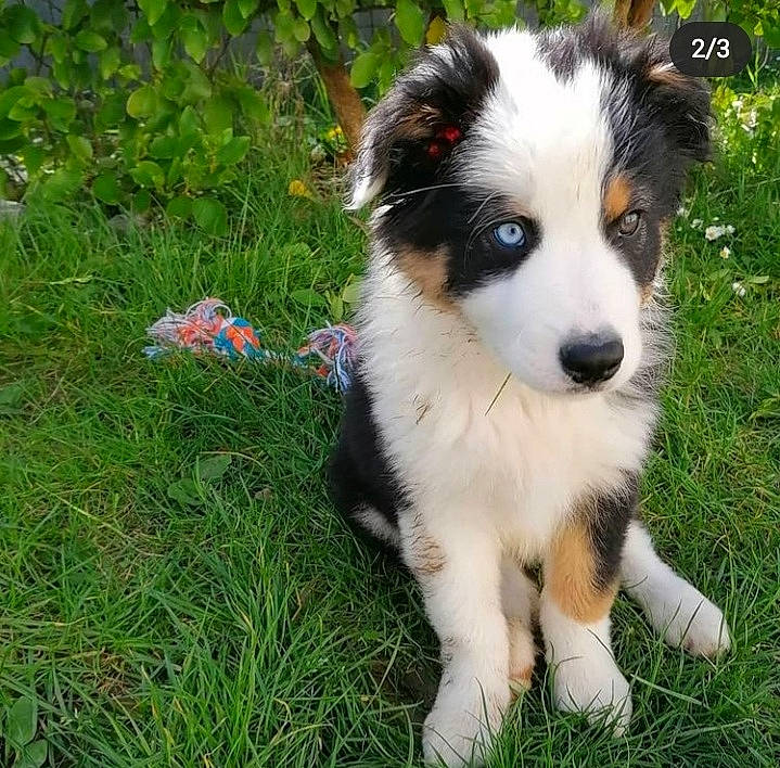Scooby participe au concours pour gagner de l'argent avec cette photo : australian_shepherd, border_collie, canidae, carnivore, companion_dog, dog, dog_breed, grass, groundcover, herding_dog, plant, sporting_group, terrestrial_animal, toy_dog, whiskers, working_animal, working_dog