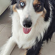 Scooby participe au concours pour gagner de l'argent avec cette photo : animal, black_and_white, blue_eye, brown_eye, canine, close_up, cute, dog, domestic, friendly, fur, happy, heterochromia, indoor, laying_down, mammal, pet, tan_markings, tile_floor, tongue_out