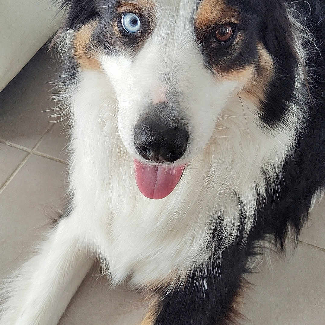Scooby participe au concours pour gagner de l'argent avec cette photo : animal, black_and_white, blue_eye, brown_eye, canine, close_up, cute, dog, domestic, friendly, fur, happy, heterochromia, indoor, laying_down, mammal, pet, tan_markings, tile_floor, tongue_out