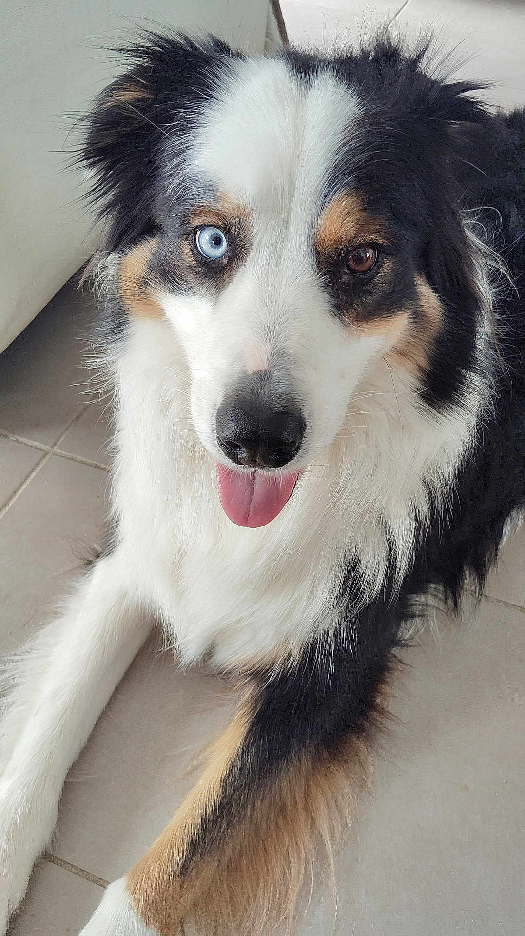 Scooby