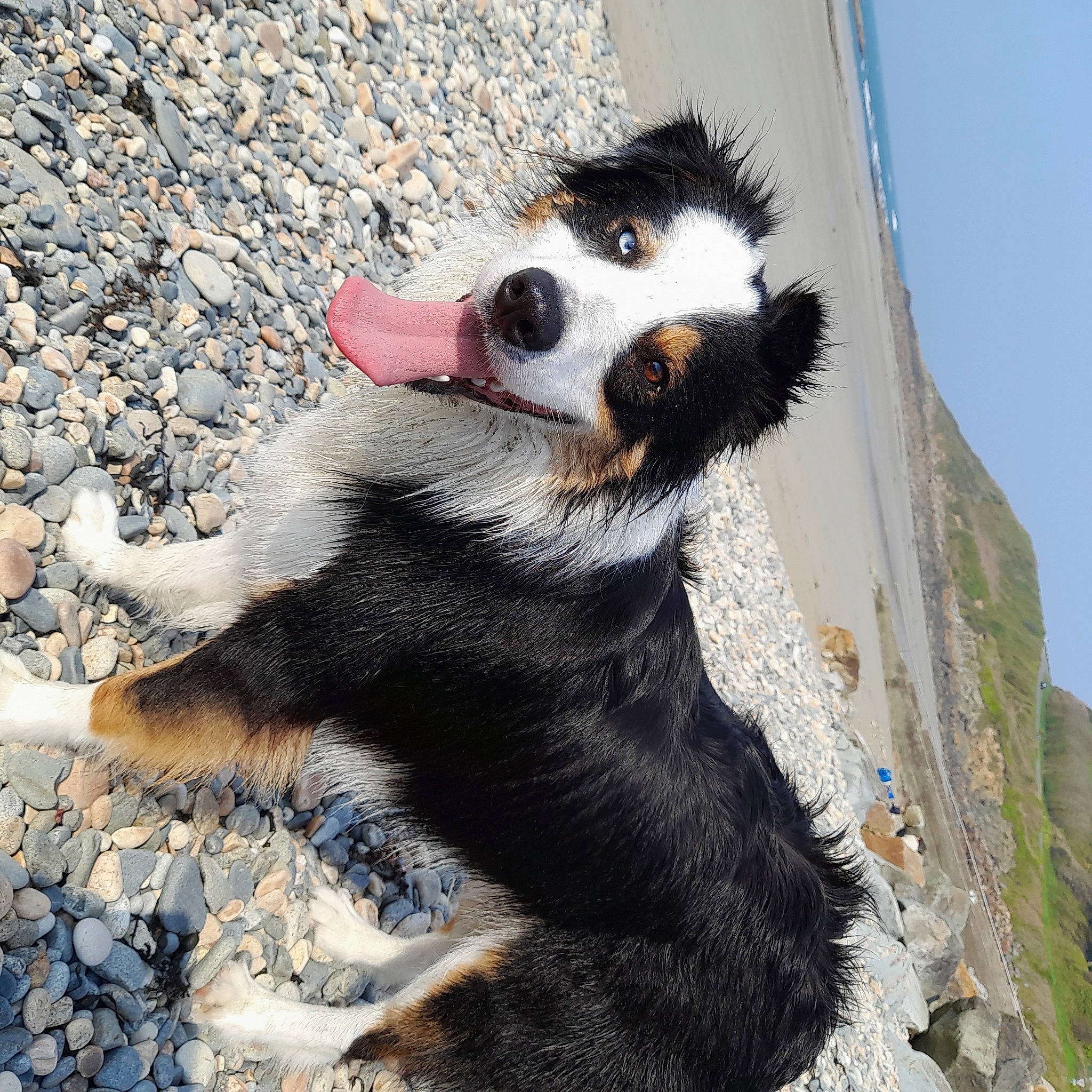 Scooby a rejoint le concours — aidez-le/la à gagner de superbes lots ! canidae, canis, carnivore, companion_dog, dog, dog_breed, fur, herding_dog, paw, sky, snout, sporting_group, tail, terrestrial_animal, whiskers, wildlife, working_animal, working_dog