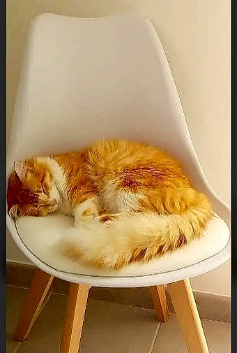 Otis participe au concours pour gagner de l'argent avec cette photo : canidae, carnivore, cat, cat_supply, chair, comfort, companion_dog, dog_breed, fawn, felidae, fur, furniture, paw, rectangle, small_to_medium_sized_cats, sporting_group, table, tail, whiskers, wood
