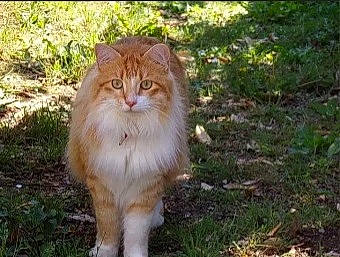 Otis participe au concours pour gagner de l'argent avec cette photo : carnivore, cat, companion_dog, fawn, felidae, fur, grass, groundcover, plant, sitting, small_to_medium_sized_cats, snout, soil, tail, terrestrial_animal, whiskers, wildlife, wood