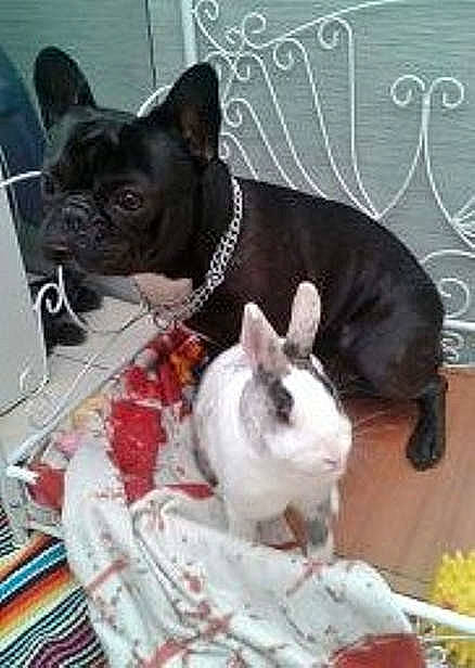 Eliott participe au concours pour gagner de l'argent avec cette photo : bulldog, dog, dog_breed, dog_like_mammal, french_bulldog, mammal, toy_bulldog, vertebrate