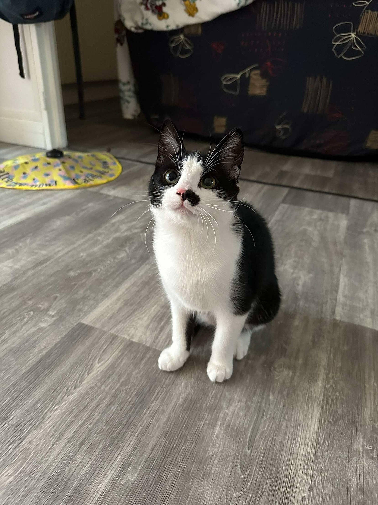 Réglisse participe au concours pour gagner de l'argent avec cette photo : carnivore, cat, domestic_short_haired_cat, felidae, floor, flooring, foot, fur, grey, hardwood, human_leg, paw, plant, sitting, small_to_medium_sized_cats, snout, tail, whiskers, wood, wood_flooring