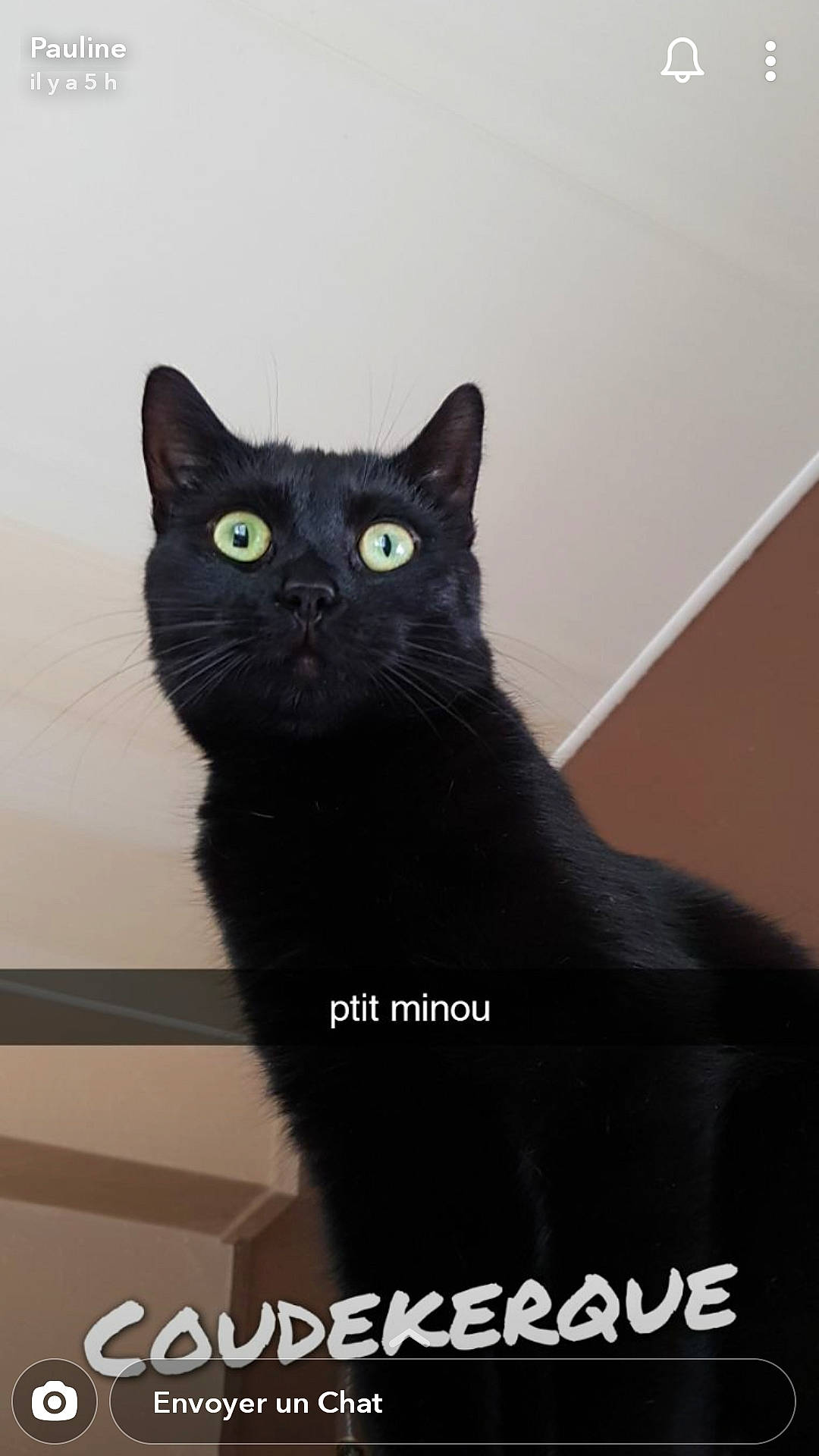 Salem a rejoint le concours — aidez-le/la à gagner de superbes lots ! asian, black_cat, bombay, carnivore, cat, domestic_short_haired_cat, eye, felidae, mammal, photo_caption, small_to_medium_sized_cats, vertebrate, whiskers