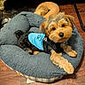 puppy, dog, small_dog, fluffy, brown_and_black, pet, animal, lying_down, dog_bed, blue_bed, pet_clothing, blue_shirt, black_clothing, portrait, indoors, hardwood_floor, cozy, cute, long_hair, front_view