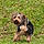 Bear Cr