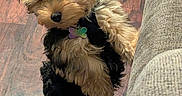 Bear Cr is registered to the contest to win money with this photo: dog, puppy, small_dog, shaggy_fur, brown_fur, black_fur, collar, bone_tag, standing, looking_up, indoors, wood_floor, couch, pet_bowls, dog_food, water_bowl, shadow, portrait, home, cute